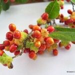 Malaisia scandens Fruit