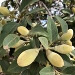 Lagunaria patersonia Vaisius