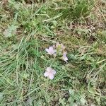 Cardamine pratensis Flower