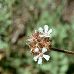Horkelia fusca Flower