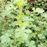 Cleome viscosa Leaf