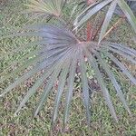 Latania lontaroides Leaf