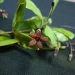 Pittosporum sessilifolium Fruto