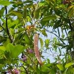 Clitoria fairchildiana Fruit