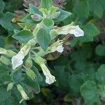 Teucrium botrys Fleur