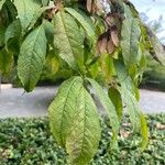 Acer mandshuricum Leaf