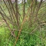 Salix nigra Bark