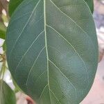 Ficus benghalensis Φύλλο