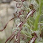 Himantoglossum hircinum Кветка