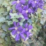 Clematis viticellaЦветок