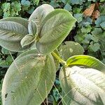 Pleroma heteromallum Leaf