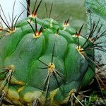 Gymnocalycium pflanzii অভ্যাস