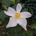 Rosa arvensis Flor