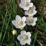 Parnassia palustris 花