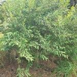 Spiraea cantoniensis Habitus