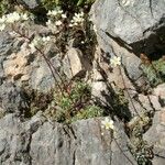 Saxifraga paniculata Floare
