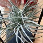 Tillandsia pohliana 葉