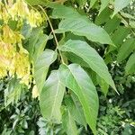 Ailanthus altissimaLeaf