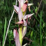 Serapias lingua Flor