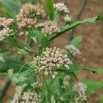 Pluchea camphorata Flower