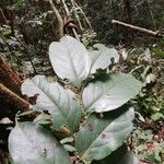 Diospyros bipindensis Лист