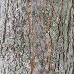 Liquidambar styraciflua Ekosanga