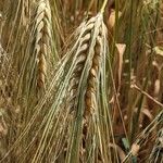 Hordeum vulgare ഫലം