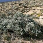 Artemisia filifolia عادت