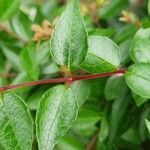 Abelia x grandiflora Fulla