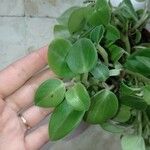 Peperomia scandens Liść