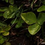 Menyanthes trifoliata Leaf