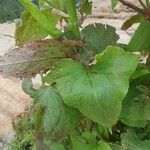 Rumex abyssinicus Hoja