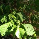 Platanus occidentalisLeaf