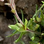 Arenaria purpurascens Blatt