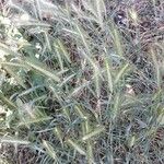 Elymus canadensis List