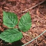 Rubus ursinus 葉
