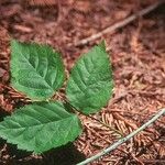 Rubus ursinus Leaf