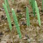 Phleum phleoides Arall