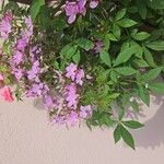 Cleome houtteana Flower