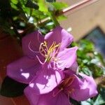 Heterotis rotundifolia Fleur