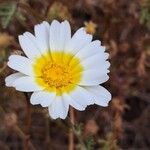 Cladanthus mixtus Flower