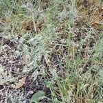 Poa bulbosa Libunga