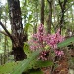 Tapeinosperma sessilifolium