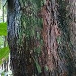 Hymenocardia ulmoides Corteza