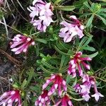 Daphne striata Flower
