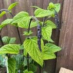 Salvia patens Blomma