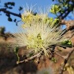 Albizia anthelmintica Flower