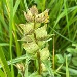 Rhinanthus minor Fruit