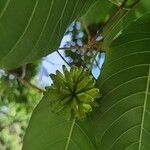 Camptotheca acuminata Blüte
