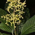 Palicourea berteroana Blad